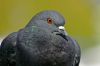 Photos Oiseaux, images gratuites et libres