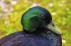 jeune canard 
