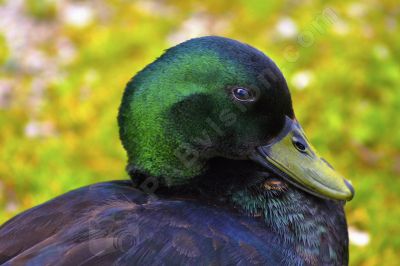 jeune canard  - Photo libre de droit - PABvision.com