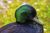 jeune canard  - Photos