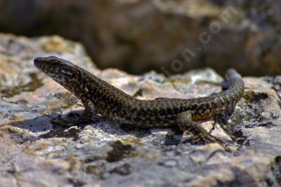 Lézard sur une pierre au soleil - Photo libre de droit - PABvision.com