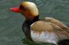  canard nette rousse 