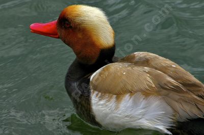  canard nette rousse  - Photo libre de droit - PABvision.com