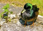 Jeune canard sur une pierre