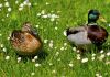 Couple de canard dans un champ de marguerite