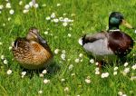 Couple de canard dans un champ de marguerite