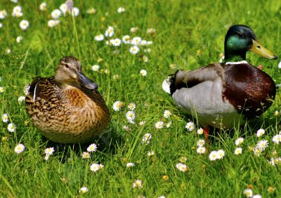 Couple de canard dans un champ de marguerite - Photo libre de droit - PABvision.com