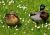 Couple de canard dans un champ de marguerite - Photos