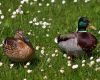  canards dans les fleurs 