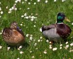  canards dans les fleurs  - Photo libre