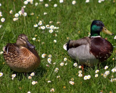  canards dans les fleurs  - Photo libre de droit - PABvision.com