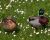  canards dans les fleurs  - Photos