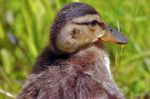 Jeune canard sur l'herbe