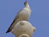 Le go�land et l'architecture