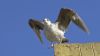 Gros plan sur un Albatros