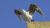 Gros plan sur un Albatros - Photos