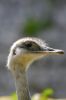 Photos Oiseaux, images gratuites et libres