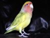oiseau ins�parable