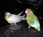  oiseau inséparable et  perruche calopsite  - Photo libre