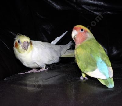 oiseau inséparable et perruche calopsite - Photo libre de droit - PABvision.com