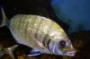Photos Poissons, images gratuites et libres