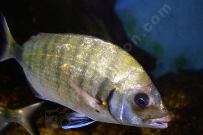Poisson de mer - Photo libre de droit - PABvision.com
