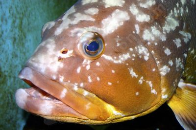 Poisson de mer - Photo libre de droit - PABvision.com