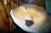 Photos Poissons, images gratuites et libres