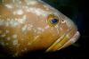 Photos Poissons, images gratuites et libres
