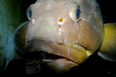 Poisson de mer - Photo libre de droit - PABvision.com