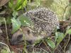 Gros plan sur un h�risson
