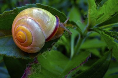 L'escargot et son petit déjeuner - Photo libre de droit - PABvision.com