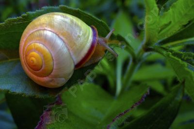 L'escargot et son petit djeuner - Photo libre de droit - PABvision.com