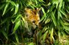 Lynx � l'abri du soleil