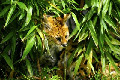 Lynx  l'abri du soleil - Photo libre de droit - PABvision.com