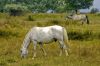 cheval de Camargue