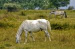 cheval de Camargue