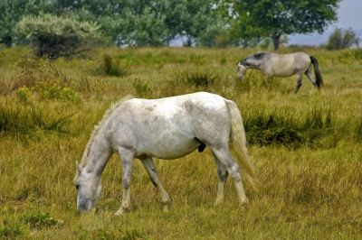 cheval de Camargue - Photo libre de droit - PABvision.com
