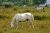cheval de Camargue - Photos