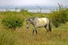  cheval de Camargue
