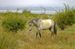  cheval de Camargue