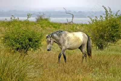  cheval de Camargue - Photo libre de droit - PABvision.com