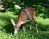 Mouflon dans un pr�s