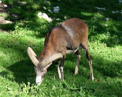 Mouflon dans un prs - Photo libre de droit - PABvision.com