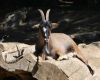Pose photo pour un chamois