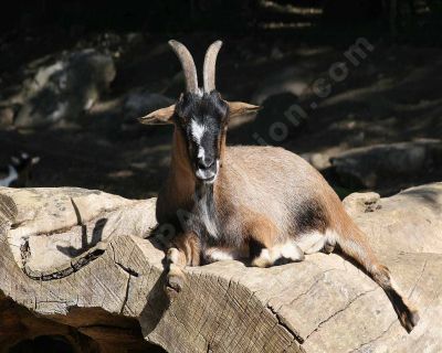 Pose photo pour un chamois - Photo libre de droit - PABvision.com