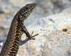 L�zard des murailles