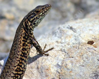 Lzard des murailles - Photo libre de droit - PABvision.com