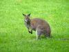 Pose photo pour un Kangourou
