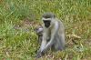 Maman singe avec son petit